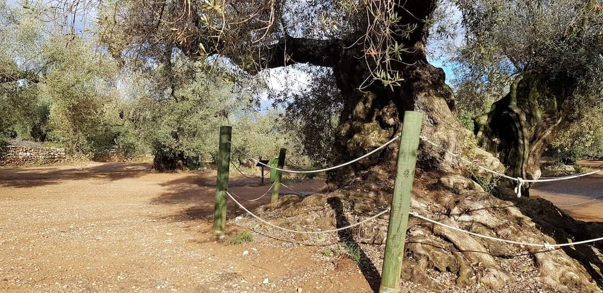 Nos ancêtres à Ulldecona